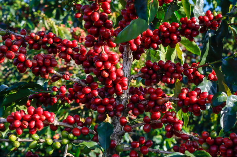 Quá trình bón phân nuôi dưỡng cây cà phê